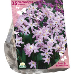 Bollen Chionodoxa Pink Giant 25 stuks