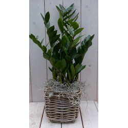 Zamioculcas in mandje 55 cm