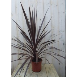 Cabbage Tree Cordyline Australis rood 90 cm