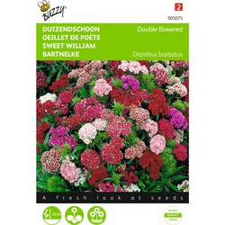 2 stuks - Dianthus barbatus nanus compactus Dubbel Gemengd