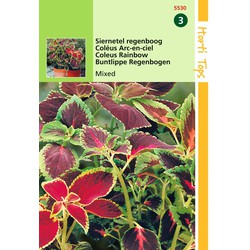 2 stuks - Coleus Blumei Regenboogmengsel - Hortitops