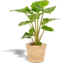 Hello Plants Alocasia Portodora Olifantsoor in Mand Selin - Ø 21 cm - Hoogte: 80 cm