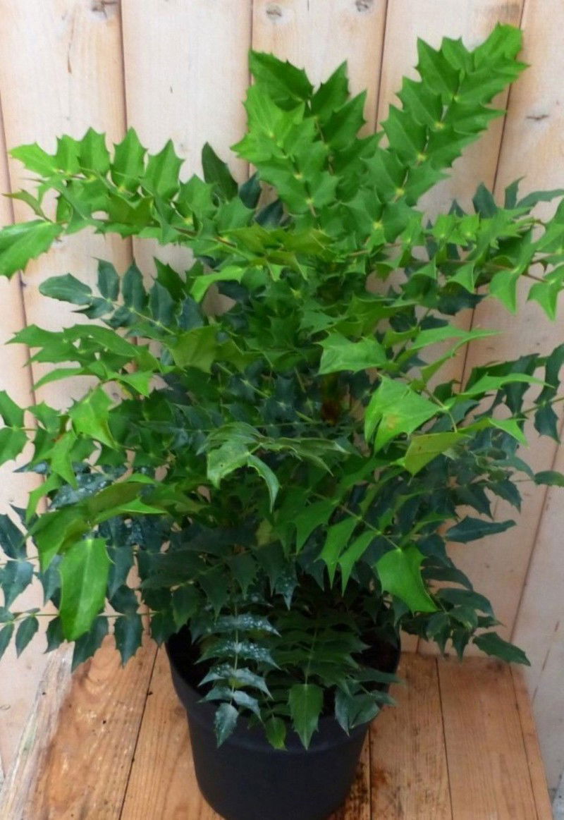 Nandina Hemelse bamboe groot 90 cm - 