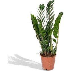 Hello Plants Zamioculcas Emerald Palm - Ø 14 cm - Hoogte: 50 cm - ZZ-Plant