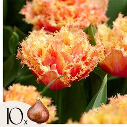 Tulpenbollen - Set van 10 - Tulipa 'Brisbane' - Bloembollen - Roze