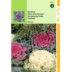 2 stuks - Brassica Oleracea Sierkool Gemengd - Hortitops