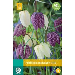 5 stuks - Fritillaria meleagris mix 12 bollen