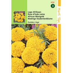 2 stuks - Tagetes Erecta Nana Golden Age