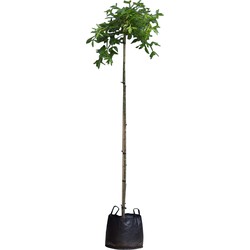 2 stuks! Treur gouden regen Laburnum alpinum Pendulum 205 cm