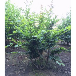 Haagbeuk meerstammig Carpinus betulus h 137,5 cm