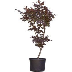 Rode Japanse esdoorn Bloodgood Acer palmatum Bloodgood 112,5 cm