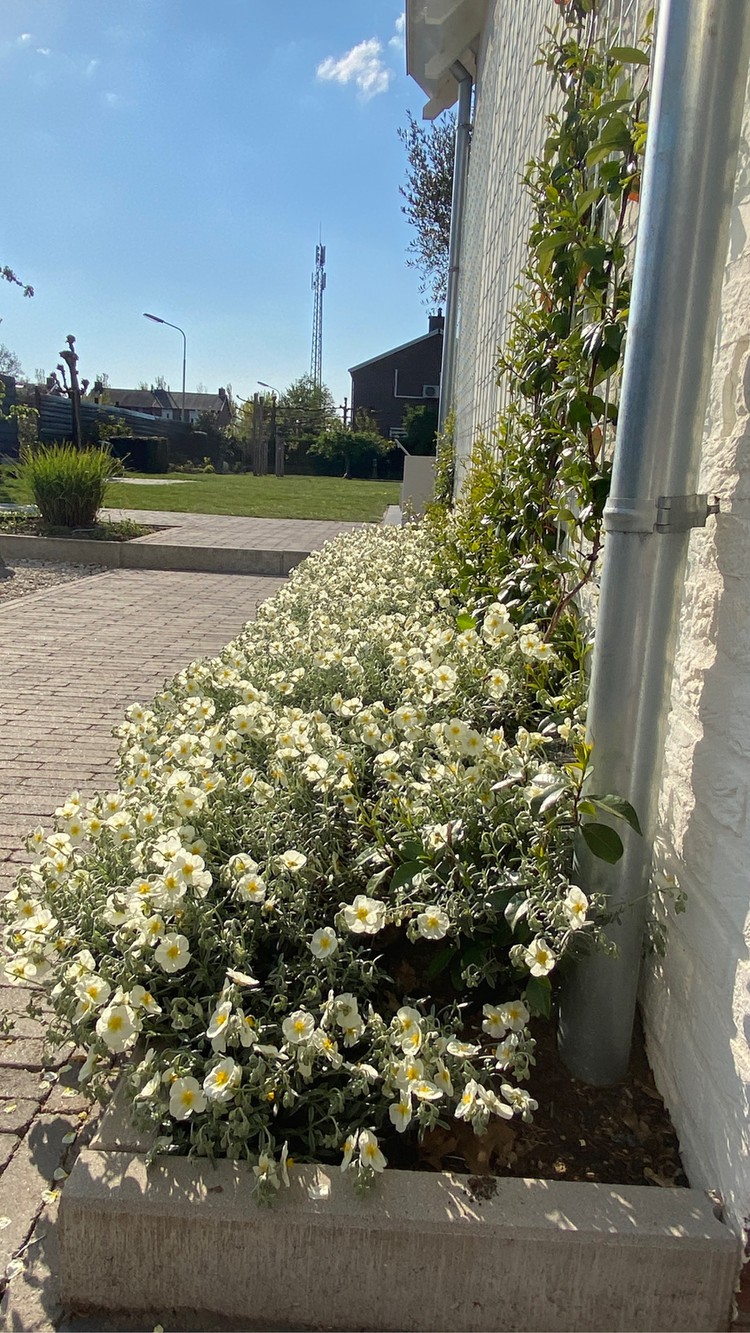 witte-bloemen-plantenbak-voortuin