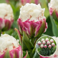 Tulipa Ice Cream - Bloembollen - Set van 10 - Tulp - Paars-Wit