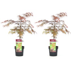 Acer palmatum 'Garnet' - Set van 2 - Esdoorn - Pot 19cm - Hoogte 60-70cm
