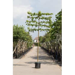 Linde als leiboom Tillia europaea Pallida h 340 cm st. omtrek 22,5 cm st. h 220 cm