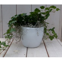 Klimop Hedrea donkergroen witte pot 25 cm