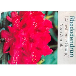 Rhododendron Nove Zembla - Warentuin Natuurlijk