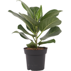 Ficus Audrey (Rubberplant) - 25cm 