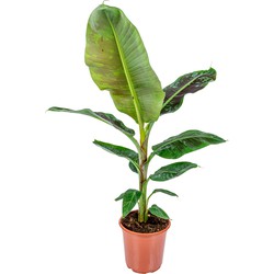 Floraya - Bananenplant - Musa Dwarf Cavendish - ⌀21 cm - ↕80-90cm
