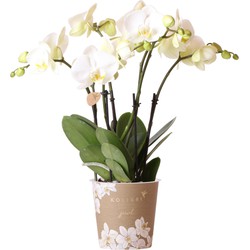 Kolibri Orchids | Witte Phalaenopsis orchidee potmaat - Jewel Ghent - potmaat Ø12cm | bloeiende kamerplant - vers van de kweker