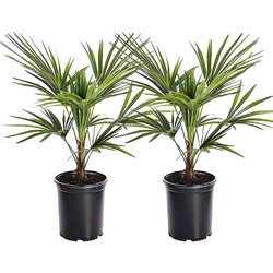 Trachycarpus Fortunei - Set van 2 - Waaierpalmboom - Pot 15cm - Hoogte 35-45cm