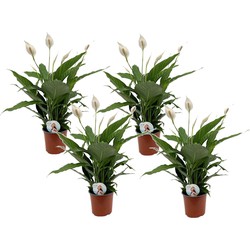 Spathiphyllum Lima - Set van 4 - Lepelplant - Pot 17cm - Hoogte 60-75cm