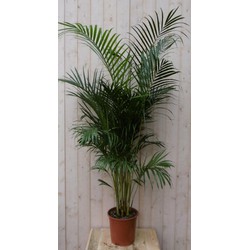 Kamerplant Arecapalm 160 cm