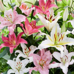 Lilium orientalis 'Pastel Mix' - Set van 10 - Lelie - Bloemknollen - Kleurenmix