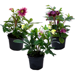 Kerstroos - Set van 3 - Helleborus orientalis - Hoogte 20-30cm - ⌀12cm