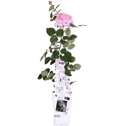 Hello Plants Rosa Crazy in Love Pink Klimroos - Klimplant Rozenstruik - Ø 15 cm - Hoogte: 65 cm