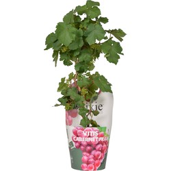 Hello Plants Vitis Pixie Cabernet Franc Blauwe Druiven - Druivenplant - Ø 14 cm - Hoogte: 30 cm