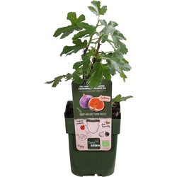 Hello Plants Ficus Gustissimo Perretta Vijgenboom - Fruitboom - Ø 13 cm - Hoogte: 45 cm