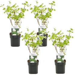 Viburnum opulus 'Roseum' - Sneeuwbal - Set van 4 - ⌀ 17cm - Hoogte 25-40cm