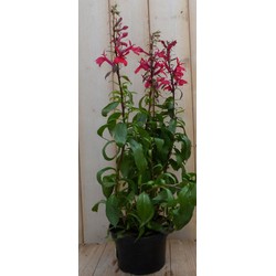 5 stuks - Lobelia rood