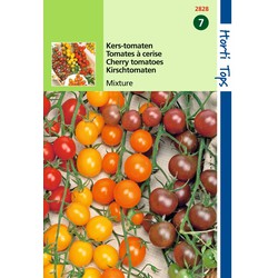 2 stuks - Tomaten Cherry 4 kleuren - Hortitops
