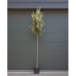 Steeneik Quercus ilex h 375 cm st. omtrek 17 cm st. h 190 cm - Warentuin Natuurlijk