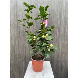 Camelia Japonica