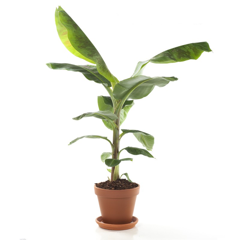 Bananenplant (musa) incl. terracotta pot - 