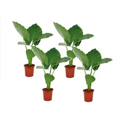 Alocasia Macrorrhiza - Set van 4 - 'Olifantsoor' - Pot 17cm - Hoogte 60-70cm