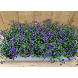 Lobelia s 10 potjes per tray kleur blauw