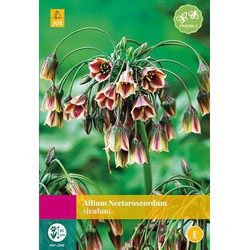 2 stuks - Allium (nectaroscordum) siculum 25 bollen