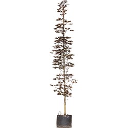 Roodbladige beuk laagstam Fagus syl. Atropunicea h 350 cm - Warentuin Natuurlijk