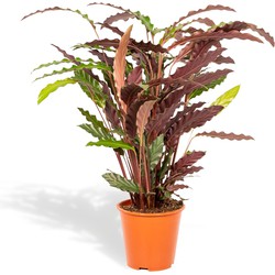 Hello Plants Calathea Rufibarba Schaduwplant - Ø 19 cm - Hoogte: 75-85 cm - Kamerplant