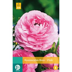 2 stuks - Ranunculus Roze 7 bollen