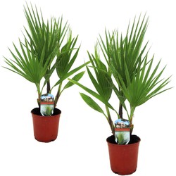 Washingtonia Robusta - Set van 2 - Waaierpalm - Pot 15cm - Hoogte 50-60cm