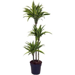 Dracaena fragrans Deremensis - Lemon Lime - Pot 24cm - Hoogte 130-140cm