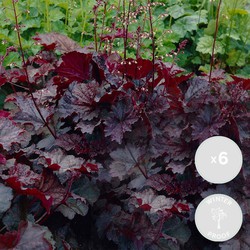 6x Heuchera micrantha &apos;Palace Purple&apos; - Purperklokje - Vaste Plant - Winterhard - ⌀9 cm - ↕10-15 cm