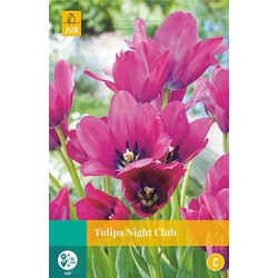 3 stuks - Tulipa Night Club 5 bollen