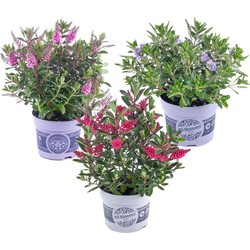 Hebe 'Siara', 'Ranaia', 'Samona' - Hebe - Mix van 3 - Pot 13cm - Hoogte 30-35cm