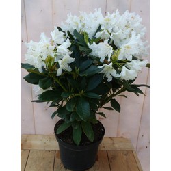 Rododendron 80 cm wit